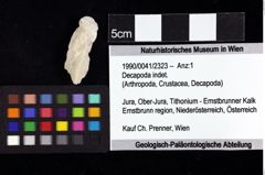 Foto (Objket + Etiketten) von Decapoda indet. 